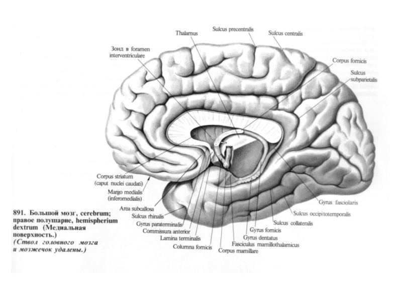 Медиальная поверхность мозга. Медиальная поверхность полушария головного мозга. Борозды и извилины большого мозга медиальная поверхность. Борозды медиальной поверхности полушарий. Извилины головном мозге медиальная поверхность.