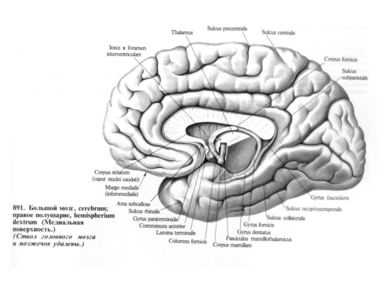 Мозг на латинском. Медиальная поверхность полушария головного мозга. Борозды и извилины большого мозга медиальная поверхность. Извилины головном мозге медиальная поверхность. Борозды медиальной поверхности полушарий.