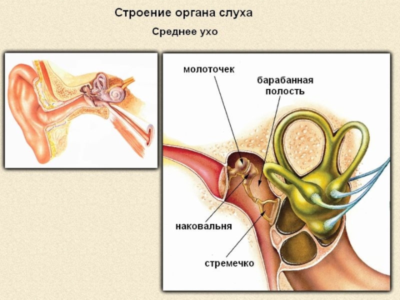 Ухо и слух строение и функции органа слуха гигиена слуха 8 класс презентация