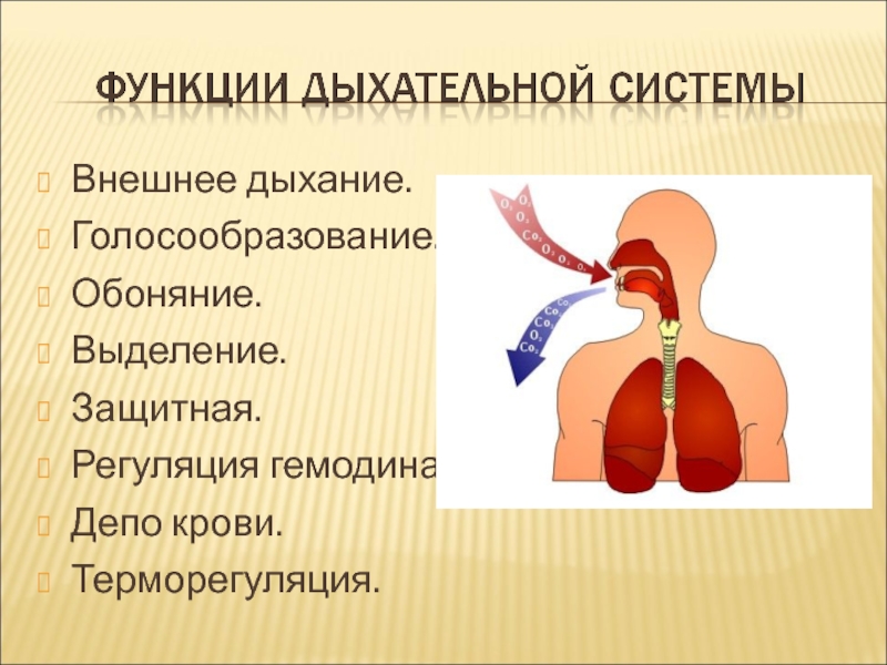 Особенности внутреннего дыхания. Внешнее дыхание. Внешнее дыхание человека. Отделы дыхательной системы. Классификация органов дыхательной системы.