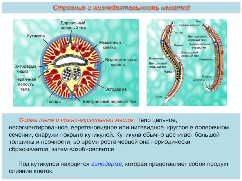 Строение и жизнедеятельность червей. Мускульный мешок круглых червей. Тип круглые черви строение аскариды. Поперечное сечение круглого червя. Круглые черви функции кожно-мускульного мешка.