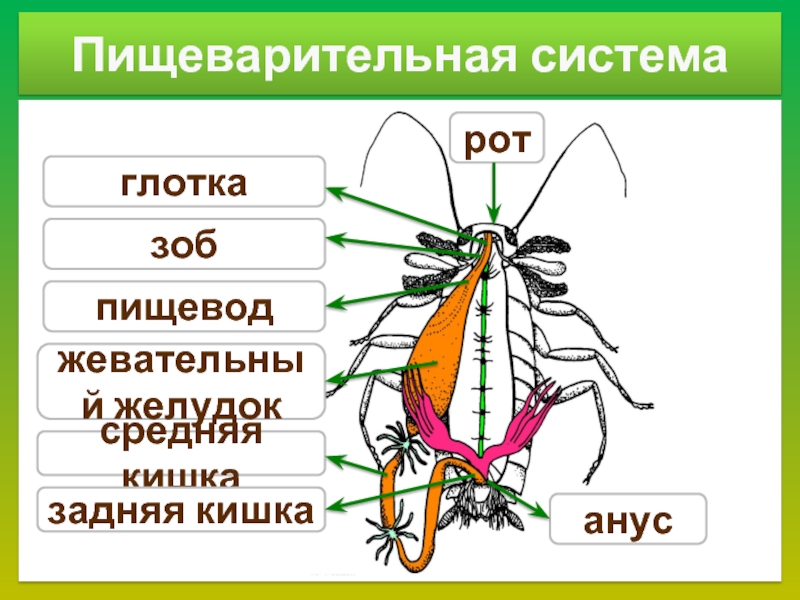 Пищеварительная насекомых