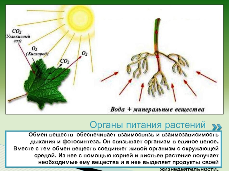 Обмен веществ у растений тест 6 класс. Дыхание и обмен веществ у растений.