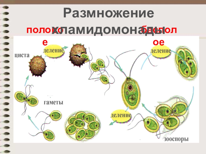 Какие способы размножения хламидомонады изображены на рисунках напишите