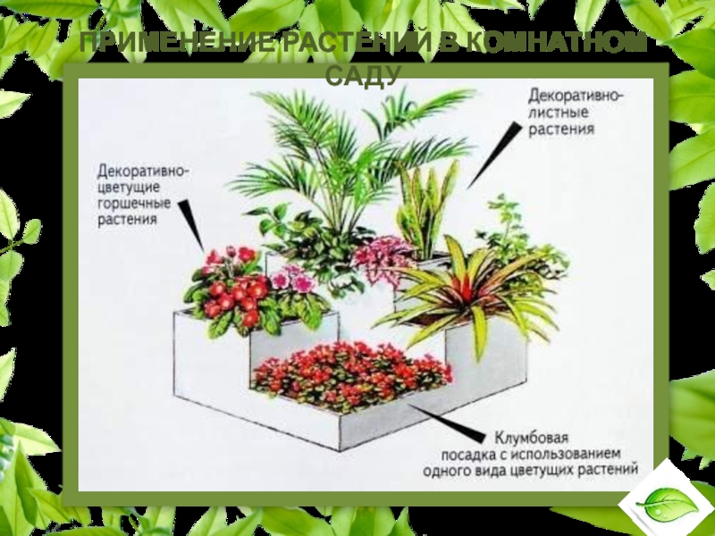Применение растений в комнатном саду