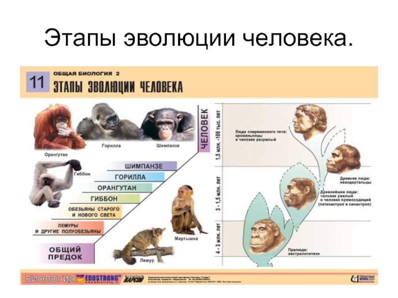 Презентация этапы эволюции человека 9 класс пономарева
