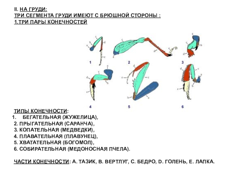 Какими цифрами на рисунке обозначены соответственно прыгательная и копательная конечности