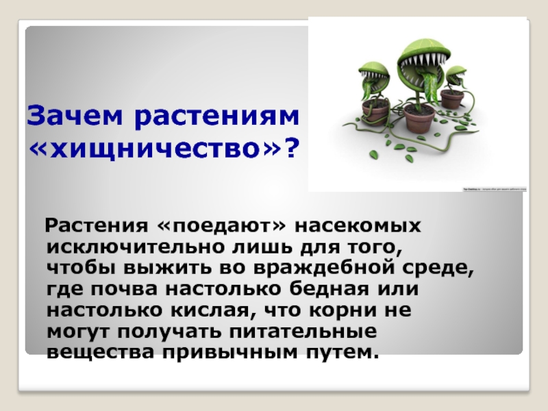 Зачем растению. Вывод о насекомоядных растений. Заключение по насекомоядным растениям. Заключение презентации по насекомоядным. Приспособление к хищничеству у растений.