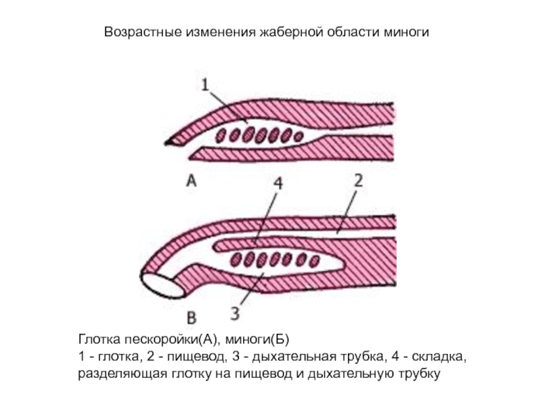 ЗООЛОГИЯ ПОЗВОНОЧНЫХ Глотка пескоройки(А), миноги(Б) 1 - глотка, 2 - пищевод, 3 - Глотка пескоройки(А), миноги(Б) 1 - глотка, 2 - пищевод, 3 - дыхательная трубка, 4 - складка, разделяющая