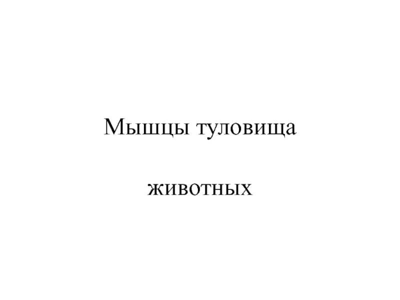 Мышцы туловища