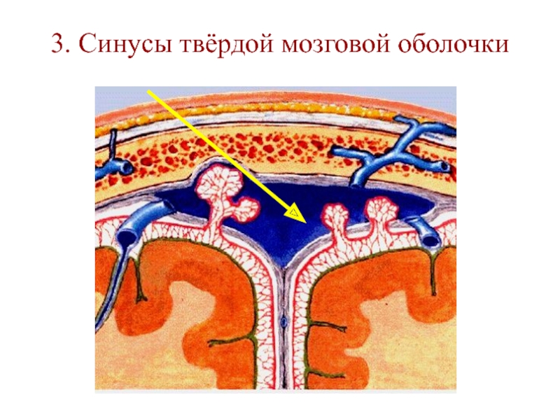 Пазуха с венозной кровью. Сосцевидная эмиссарная Вена. Эмиссарные вены анатомия. Лобная диплоическая Вена. Лобная эмиссарная Вена.