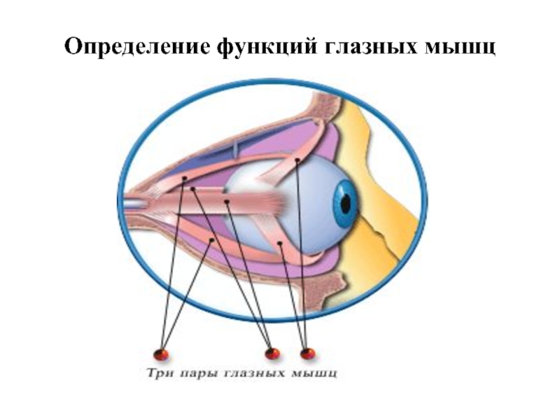 Определение функций глазных мышц