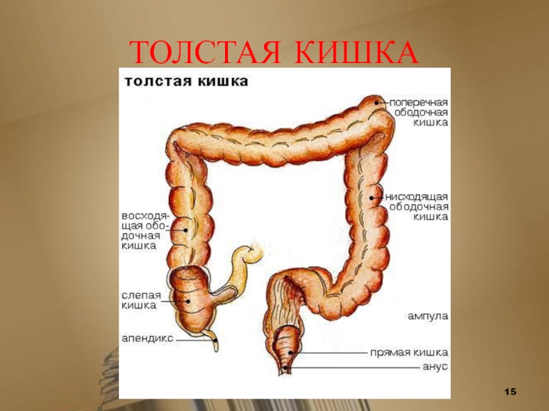 Схема строения кишечника человека