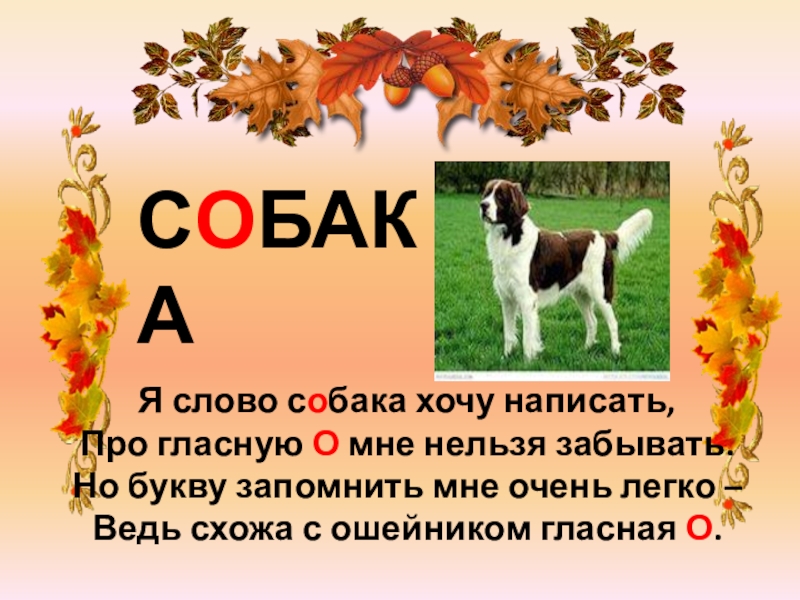 Слово собака