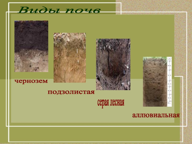 Виды почв. Серые Лесные почвы и подзолистые почвы. Подзолистые серые Лесные черноземы. Чернозем, серые Лесные, дерново-подзолистые,. Виды почв чернозем.