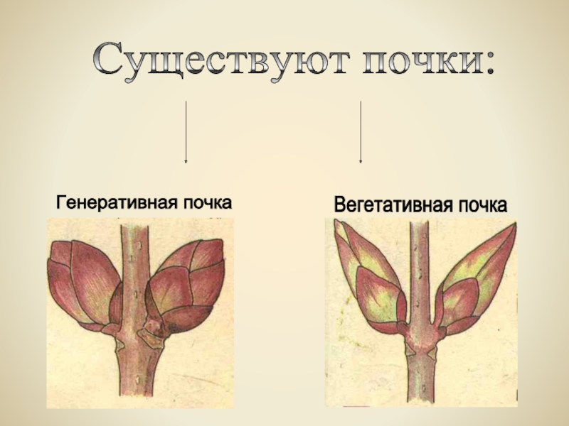 Какую функцию выполняет генеративная почка у растений. Генеративная почка. Вегетативная и генеративная почка. Генеративная почка фото. Как отличить генеративную почку от вегетативной у яблони.