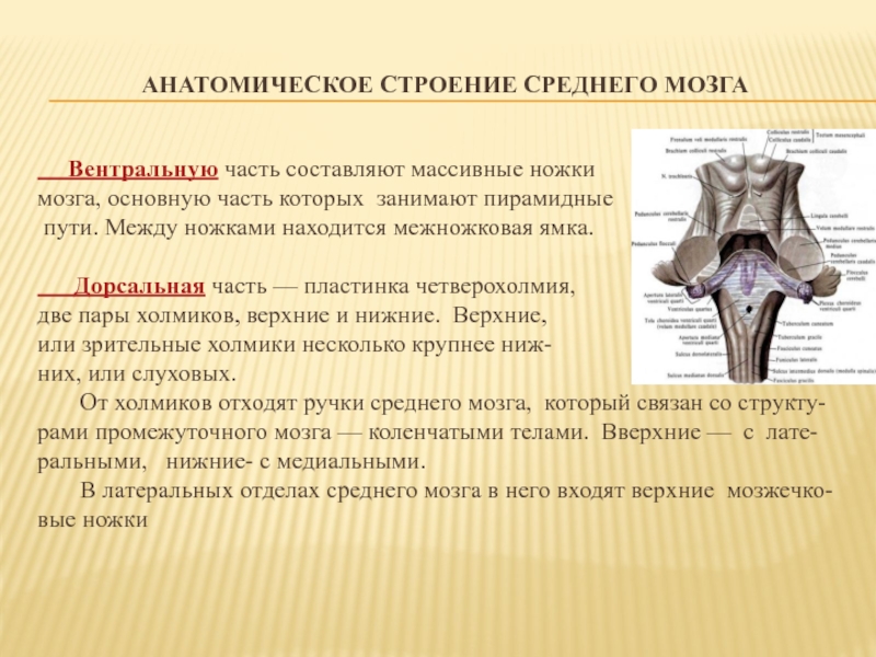 Среднее строение. Внешнее строение среднего мозга анатомия. Пластинка четверохолмия анатомия. Средний мозг и промежуточный мозг наружное и внутреннее строение. Вентральный отдел среднего мозга межножковая ямка.