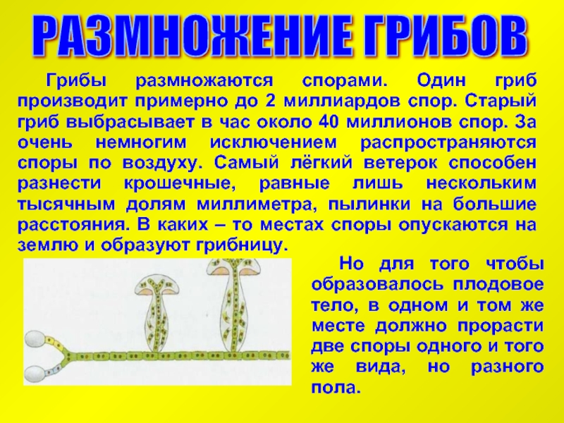 Грибы размножаются. Как размножаются грибы. Как размножаются грибы биология 5 класс. Какие грибы размножаются спорами. Размножение грибов кратко.