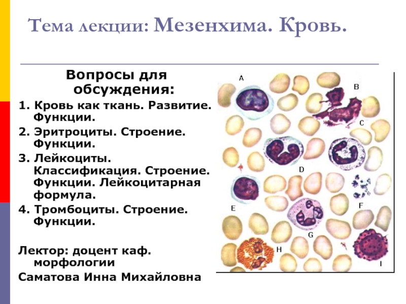 Презентация Кровь.ppt