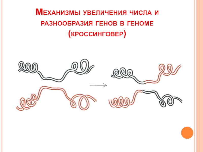 Механизмы роста