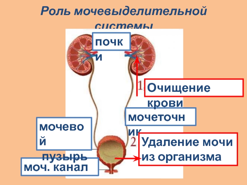 Мочевые железы. Мочевыделительной системы мочевой пузырь. Выделительная система 4 класс мочевой пузырь. Выделительная система почки мочеточникимочевй пузырь. Выделительная система 3 класс окружающий мир.