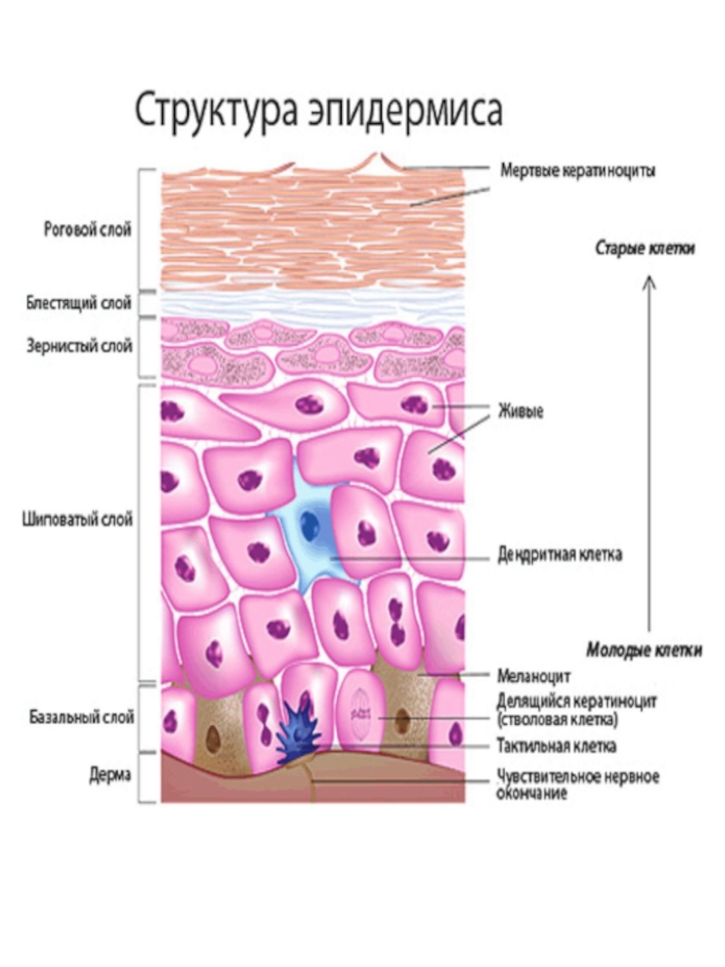 Эпидермис строение рисунок. Строение наружного слоя кожи эпидермиса. Роговой слой эпидермиса кожи образован. 5 Слоев эпидермиса кожи. Строение каждого слоя эпидермиса.