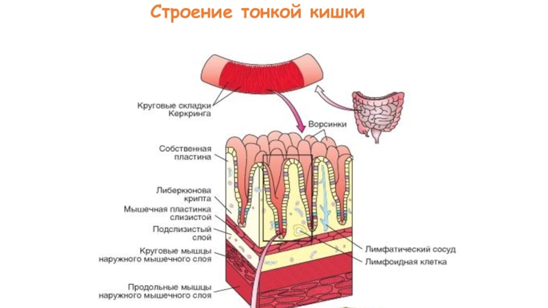 Строение тонкого. Круговые складки тонкой кишки. Круговые складки тонкой кишки строение. Площадь поверхности тонкого кишечника без учёта складок.