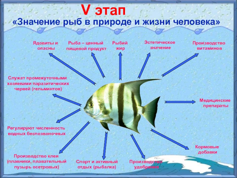 V этап«Значение рыб в природе и жизни человека»Рыбий жирРыба – ценный пищевой продуктЭстетическое значениеПроизводство клея (плавники, плавательный