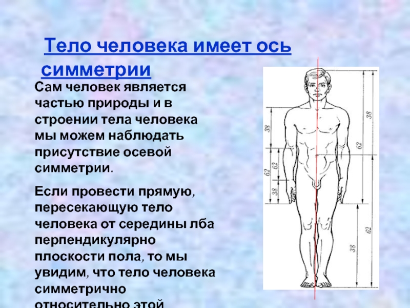 Частью каких систем является человек. Симметрия тела человека. Туловище человека. Тело человека симметрично. Оси человека анатомия.