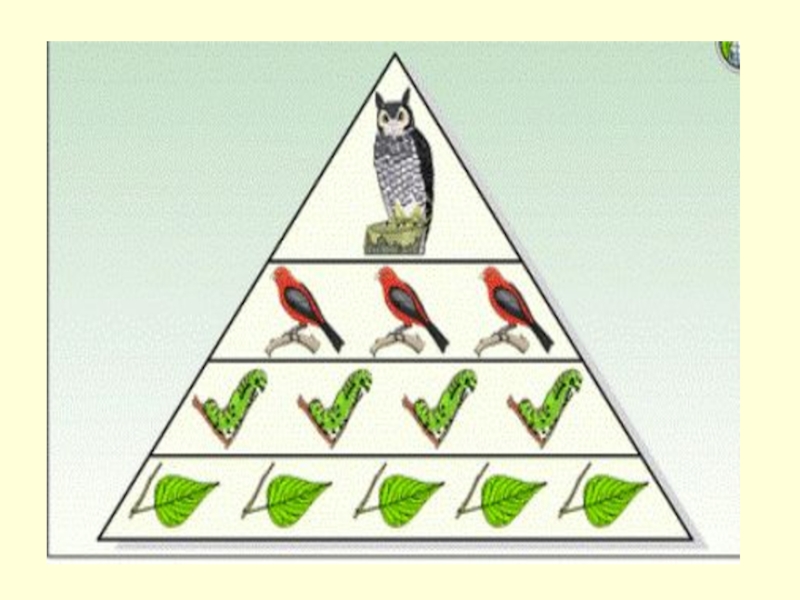 Какую закономерность отображает рисунок пищевую цепь экологическую пирамиду