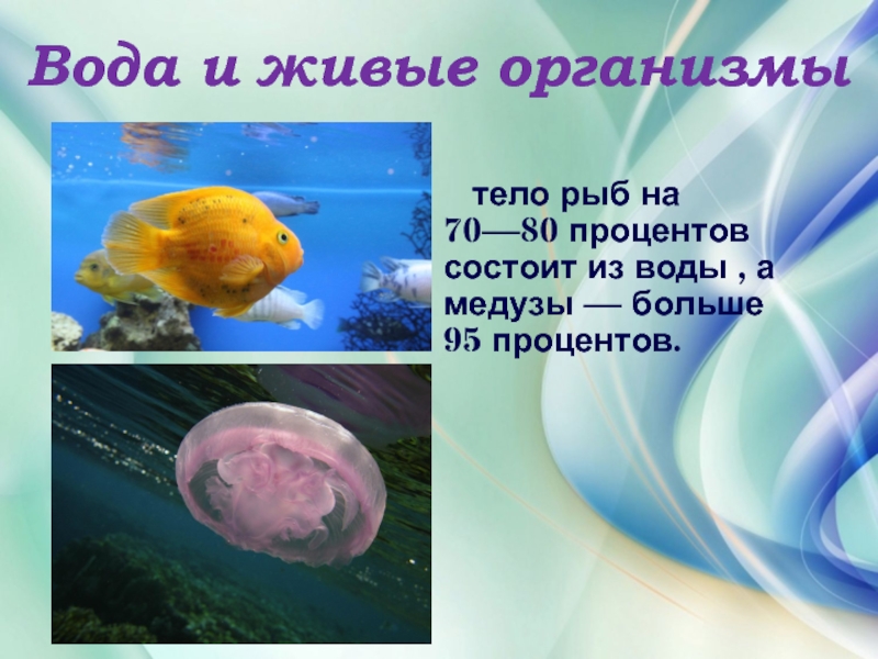 Вода и живые организмы  тело рыб на 70—80 процентов состоит из воды , а медузы —