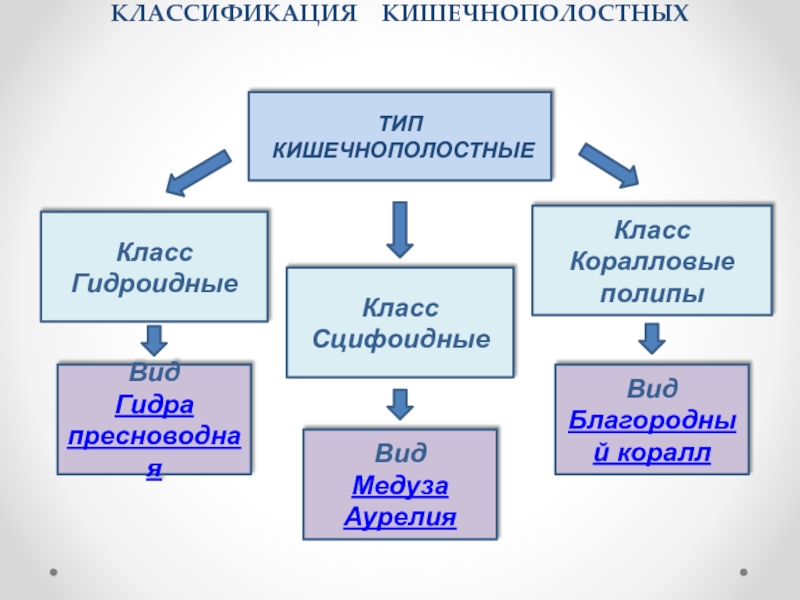 Таблица кишечнополостные 7 класс