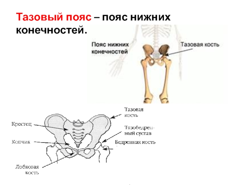 Нижний пояс. Тазовый пояс. Тазовый пояс нижних конечностей. Тазовый пояс тазовый пояс. Тазовый пояс нижних конечностей функции.