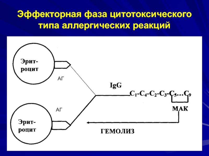 Аллергии патофизиология презентация