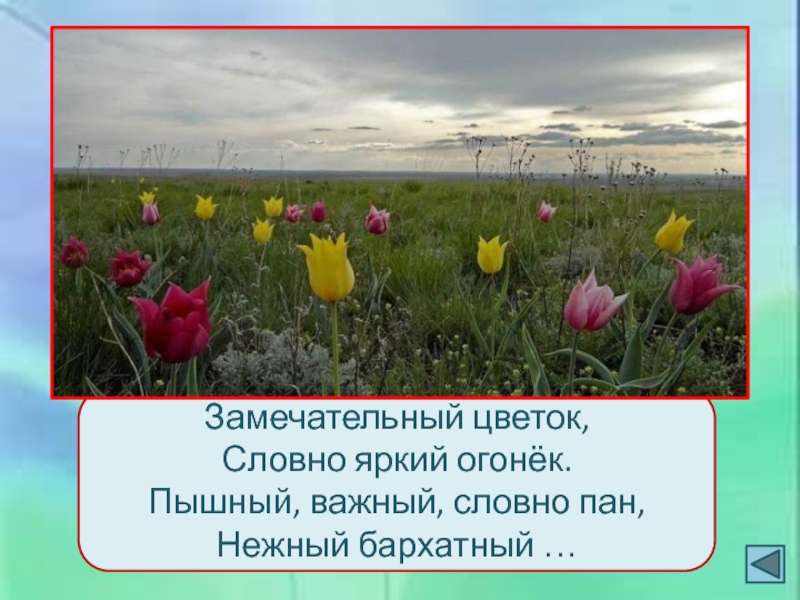 Замечательный цветок словно. Оренбургская степь весной тюльпаны. Степные тюльпаны Орск. Поля тюльпанов в Оренбургской области.