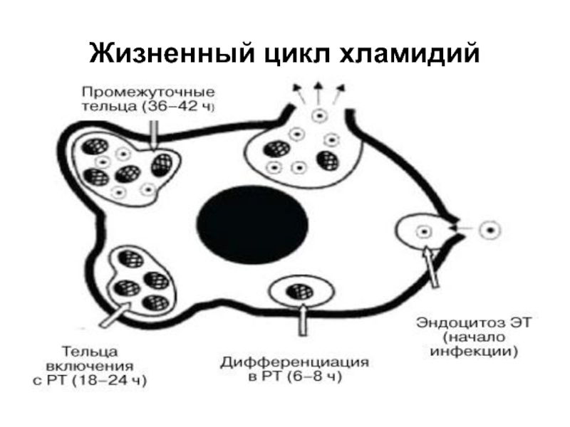 Элементарное тельце хламидий. Цикл развития хламидий микробиология. Жизненный цикл хламидии микробиология. Схема цикл развития хламидий. Стадии цикла развития хламидий.