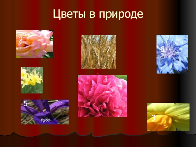 Цветы в природе  2  4   5  7