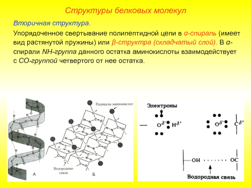 Рассмотрите схему участка первичной структуры молекулы. Альфа спираль вторичной структуры. Вторичная структура молекулы белка. Типы вторичной структуры белка. Неупорядоченная вторичная структура белка.