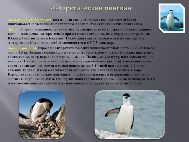 Антарктический пингвинАнтарктический пингвин -вид из рода антарктических пингвиновсемейства пингвиновых, родственный пингвинам Адели и субантарктическим пингвинам.Ареал. Вопреки названию,