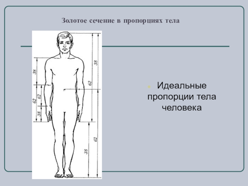 Пропорция и золотое сечение проект 6 класс