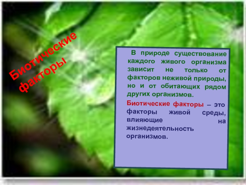 Живая среда. Факторы неживой природы кроссворд. Загадка на тему живые факторы среда. От чего не зависит существование организмов. В зависимости от природы существования различают модели.