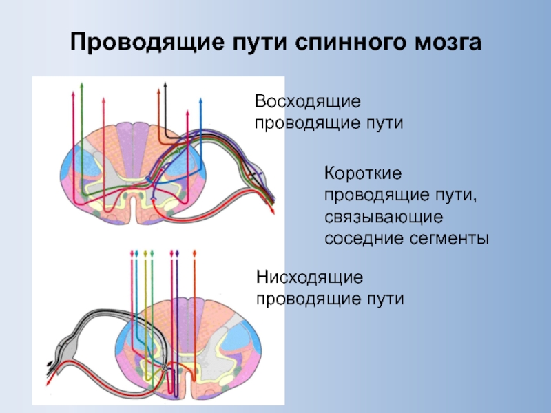 Проводящие пути спинного мозга схема восходящий и нисходящий