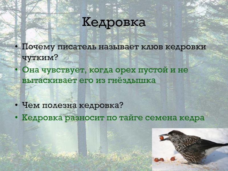 Почему писатель называет главную. Сообщение о Кедровке. Почему птицу назвали Кедровка. Птицы Васюткино озеро. Кедровка птица почему так называется.