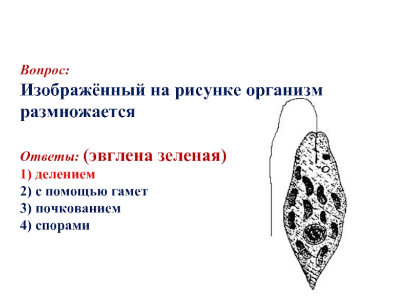 Организм изображенный на рисунке. Ядерный аппарат эвглены зеленой. Циста эвглены. Размножение эвглена зеленая почкование. Органоиды движения эвглены зеленой.