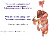 Пищеварение в кишечнике 