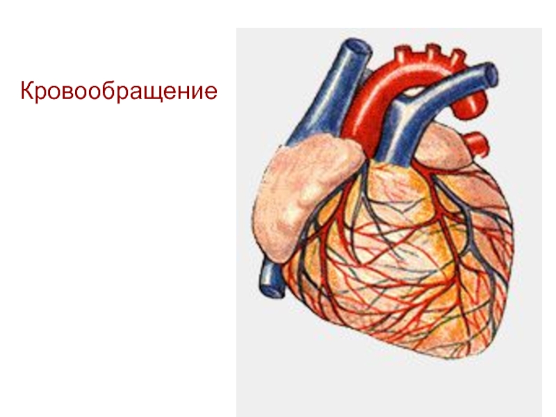 Гемодинамическая функция сердца 