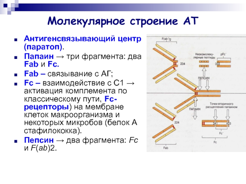 Три фрагмента. Антигенсвязывающий центр (паратоп) антител:. Паратоп антитела. Папаин структура. Эпитоп и паратоп.