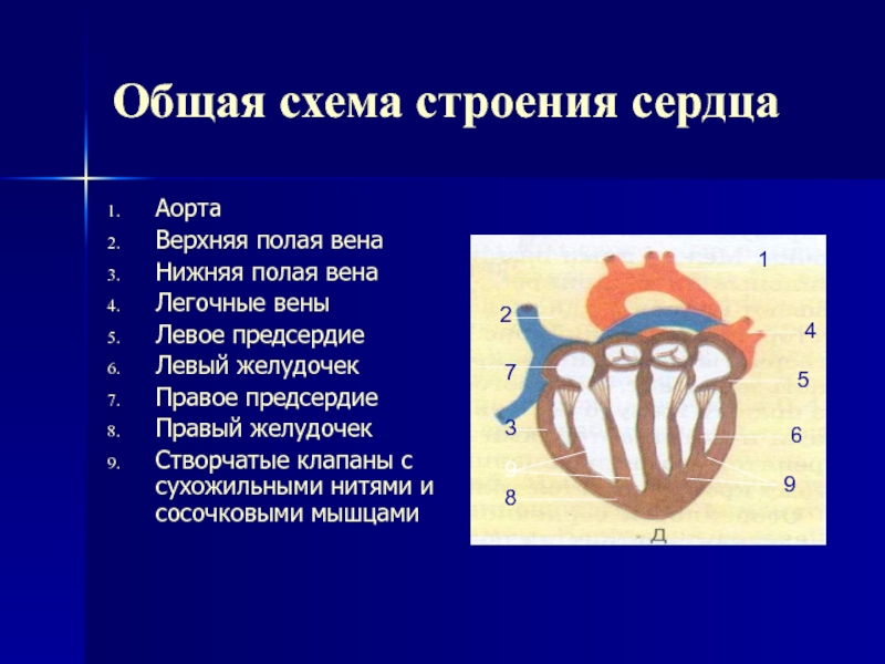 Сердечное строение. Общая схема строения сердца. Основные структуры сердца. Общая схема строения сердца с обозначениями. Верхняя полая Вена створчатые клапаны.