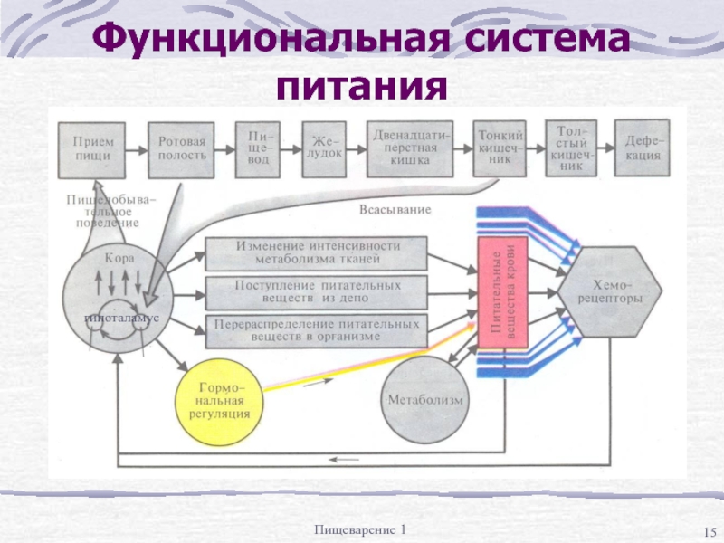 Схема функциональной системы поддерживающей оптимальный уровень глюкозы в крови