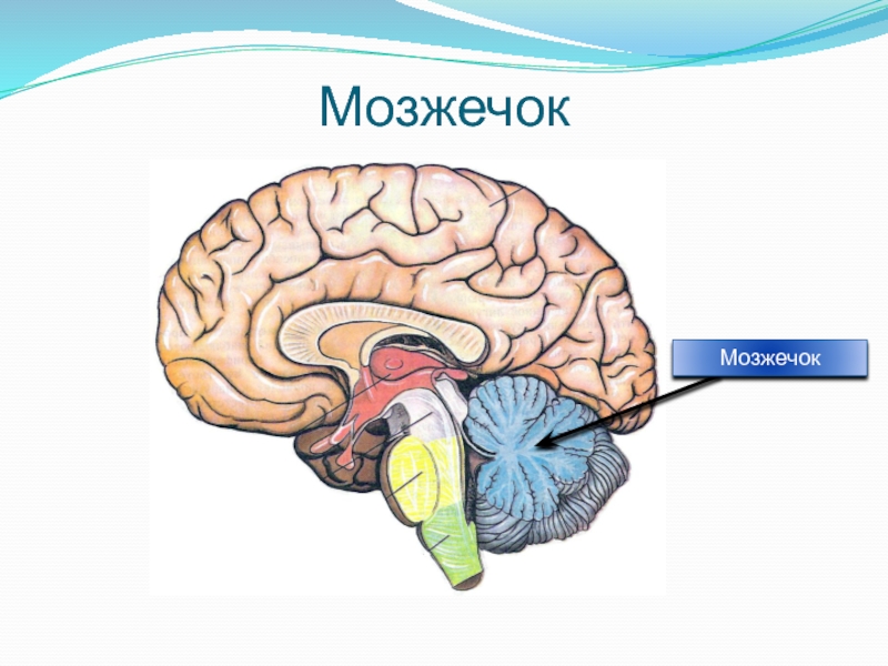 Головной мозг анатомия презентация